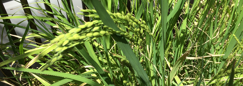 バケツ稲,家庭菜園